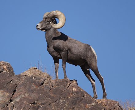 440px-Desert_Bighorn_Sheep_Joshua_Tree_cropped.jpg