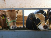 Мақтаралдық шаруалар кәсіптерін дөңгелетіп отыр