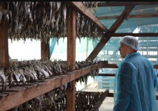 Түлкібас тек алмасымен емес, бекіре балығымен де мақтанады