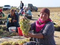 Түркістан облысы жүзім өсіруден республикада көш бастады