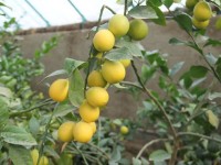 Жетісай ауданында цитрустық жеміс алғашқы өнімін берді