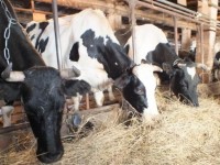 Сарыағашта еңсесін тіктеген кәсіпкерлер саны артуда