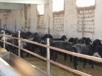 Мал өсірсең қой өсір, пайдасы оның көл-көсір