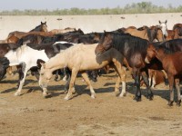 Жетісайлық фермер ауданды жылқы етімен қамтамасыз етіп отыр