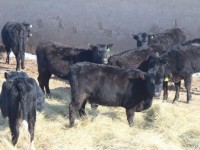 Қазақстанға әлемнің оншақты елінен мал тасымалдауға тыйым салынған