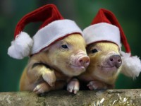 Түркіменстанда доңыз бейнесін қолдануға болмайды