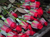 Қазығұрттық бағбан 8 наурыз мерекесінде 50 мың гүлді сатылымға шығармақ