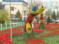 ТҮРКІСТАНДА 300 МЫҢНАН АСТАМ ҚЫЗҒАЛДАҚ ГҮЛДЕП ТҰР