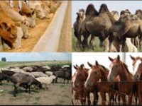 Теріскейде өнім мол