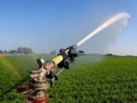 Шаруалар су тапшылығын сезбейді