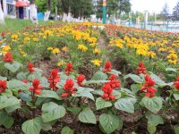 Түлкібас көшелері гүлмен көмкерілді