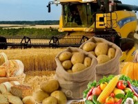 Қазығұрттың көкөністері шетелге экпортталуда