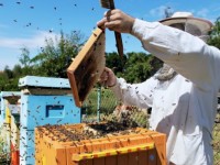 Тәтті кәсіпті меңгергендер