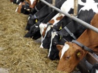 Мал санын көбейтіп отыр