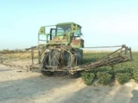 Мақтаның отандық сортын еккен