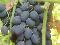 Бағы жанған «Бағы-Жахан»