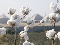 Мақта өндірісі де шет қалмақ емес