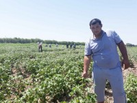 Түркістандық дихандар мол өнім алуды жоспарлап отыр