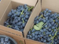 «Қара сұлу» жемісін берді