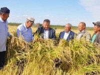 Күріш ору науқаны басталды