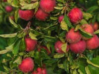 Түркістан маңы жасыл желекке оранады