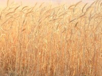 Бәйдібекте өнім мол