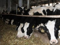 Мал баққан азбайды