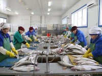 Елімізде 12 мыңнан астам адам балық шаруашылығында жұмыс істейді - министр