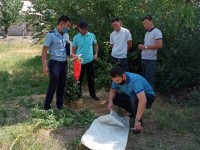 Түркістан облысында заңбұзушылардың есірткі егістігі жойылды