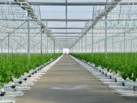 Шымкент ауыл шаруашылығы өнімінің өсімі бойынша республикада бірінші орында