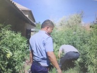 Ауласына есірткі егіп, істі болды