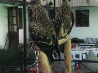 Жыртқыш құстарды шәйханада ұстау қауіпті әрі заңға қайшы