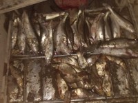 Заңсыз балық аулағандардың ісі сотқа жіберіледі