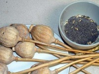 Есірткімен ұсталып қамауға алынды