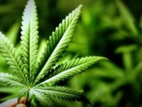 Есірткі егістігін жойып, заңсыздықтың алдын алды