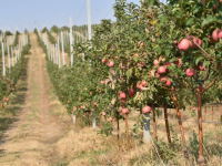 Растет объем интенсивного сада