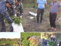 5000 түп сора егістігін жойды