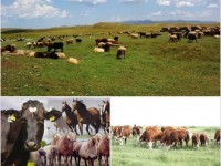 Мактаралдықтарға мал шығындары төленді