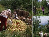 Түлкібаста алма жинау науқаны жүріп жатыр