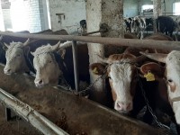 Сайрам ауданы 1800 тонна ет экспорттады