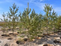 Көшеттер 10 миилионға жеткізіледі