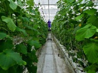 Ордабасылықтар 250 тонна өнімін Ресейге экспорттады