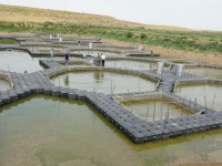 Келес ауданында кәсіпкерлер балық өсіру кәсібін қолға алды