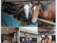 Түлкібас ауданында кәсіпкерлер мемлекттік қолдаумен мал бордақылауда