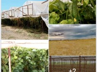 Ордабасы ауданында жылыжай аймағы құрылды