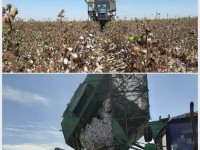 Жетісай ауданында мақта терім басталды