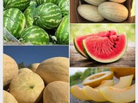 Түркістан облысының шаруалары қауын-қарбызбен көш бастады