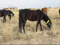 Созақта малға жарық шағылыстыратын алқа тағылады