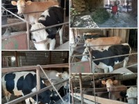 Жыл сайын 150 мың тонна ет өндіреді