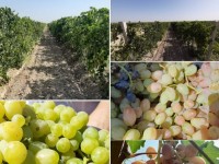 Жүзімнен жылына 150 млн. теңге табыс табады